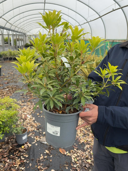 Pieris japonica Forest Flame 4.5 Litre Pot
