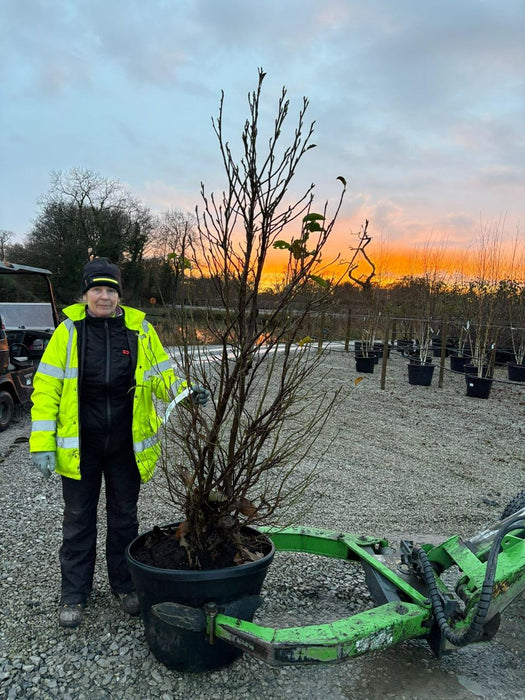 Magnolia Susan 200/225cm Specimen Sized Root Ball