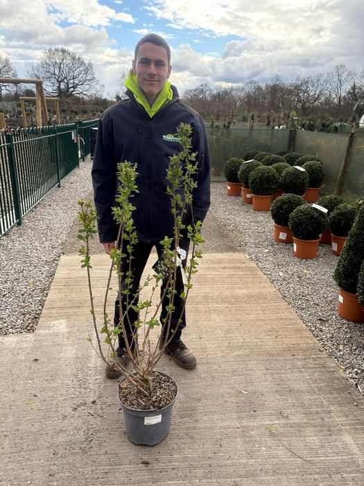 Exochorda serratifolia Snow White 10 Litre Pot