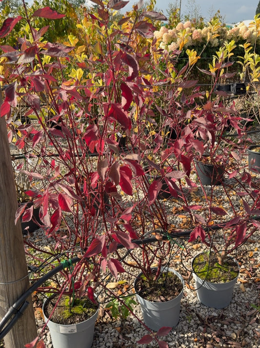 Cornus alba Gouchaltii 10 Litre Pot