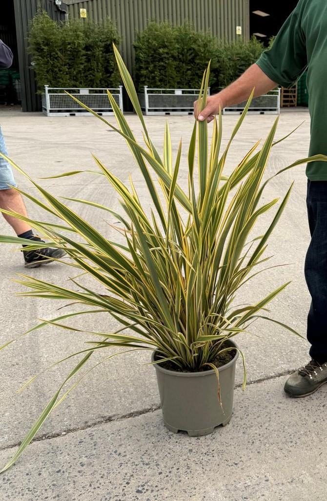 Phormium Tenax Golden Ray 5 Litre Pot