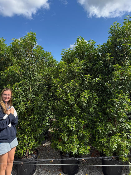 Portuguese Laurel 220cm 45 Litre Pot
