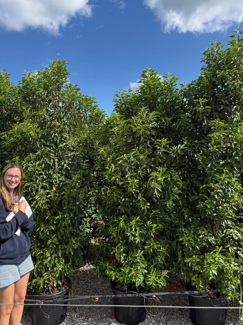 Portuguese Laurel 220cm 45 Litre Pot