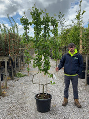 Pear Beurre Hardy 50 Litre Pot Double U Frame