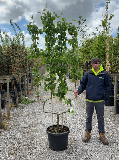Pear Beurre Hardy 50 Litre Pot Double U Frame