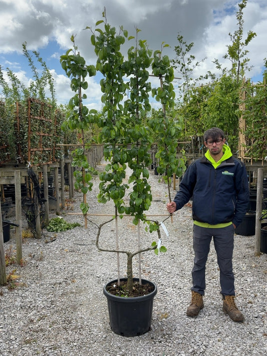 Pear Beurre Hardy 50 Litre Pot Double U Frame