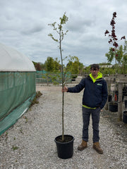 Quercus Petraea Standard 6-8cm Girth Pre Order/Ready For June