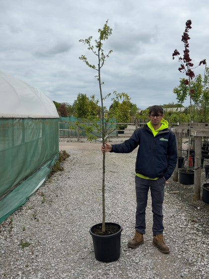 Quercus Petraea Standard 6-8cm Girth Pre Order/Ready For June