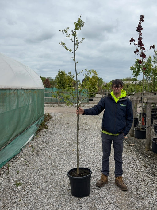 Quercus Petraea Standard 6-8cm Girth Pre Order/Ready For June