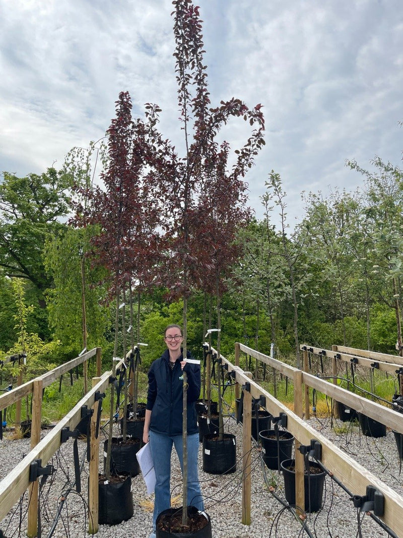 Malus Veitchs Scarlet 8-10cm Girth Standard