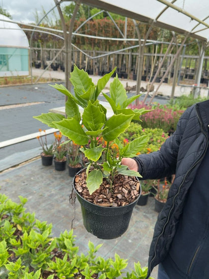 Aucuba japonica 'Rozannie' - Compact Spotted Laurel 3 Litre Pot