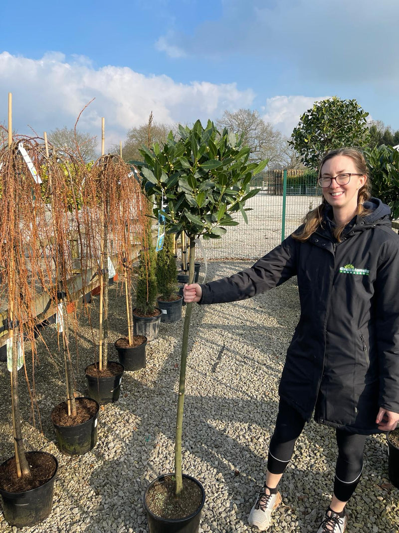 Laurus Nobilis 1/2 Standard 10 Litre Pot