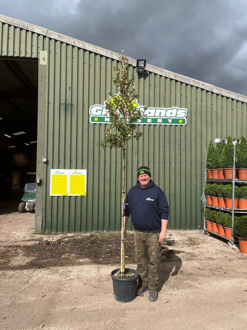 Quercus Ilex Full Standard 6-8cm Girth 45 Litre Pot