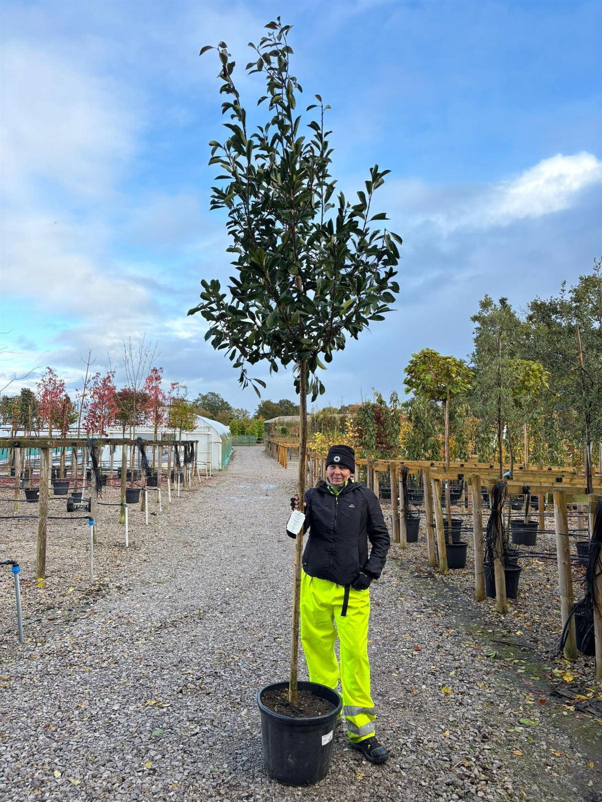 Photinia Red Robin 35 Litre Pot 8/10cm Girth 180cm Standard