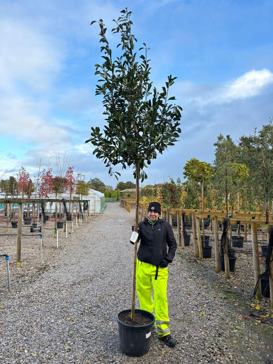 Photinia Red Robin 35 Litre Pot 8/10cm Girth 180cm Standard