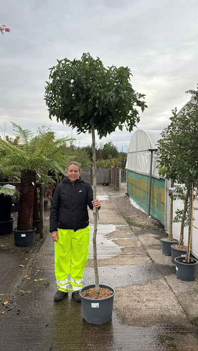 Liquidambar Styraciflua Gumball  25 Litre Pot 2m Stem