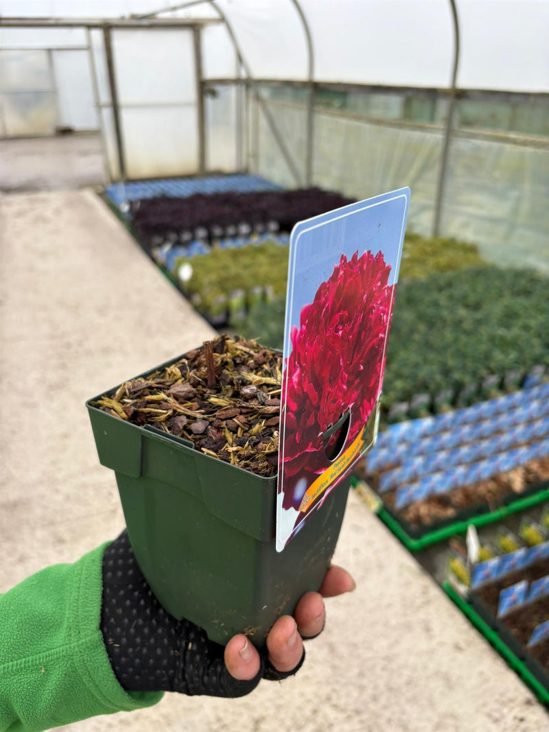 Paeonia Sarah Bernhardt 1 Litre Pot