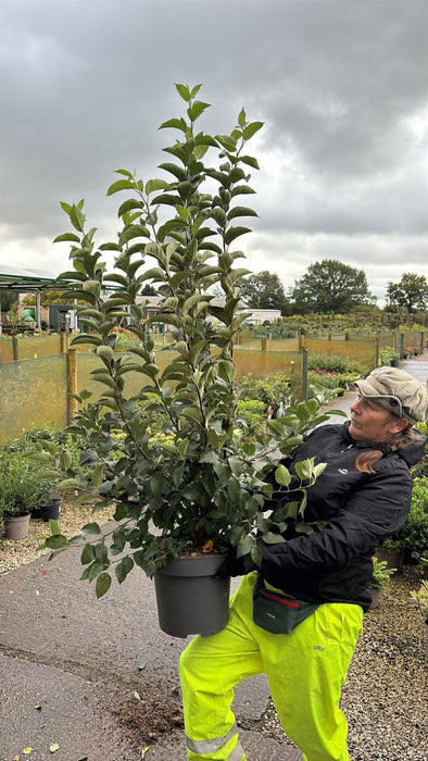 Malus Everest 12 Litre Pot 125/150cm