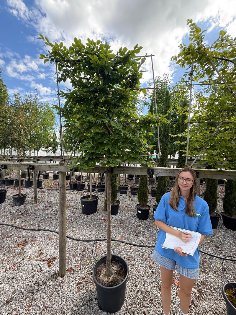 Carpinus B. Pleached 8/10cm G, 150cm Stem, 120cmx120cm Frame Seconds