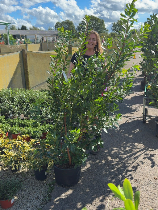 Arbutus Unedo 20 Litre Pot 125/150cm Tall