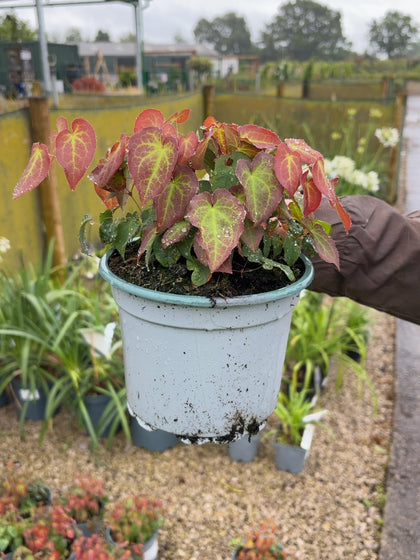 Epimedium Rubrum 2 Litre Pot