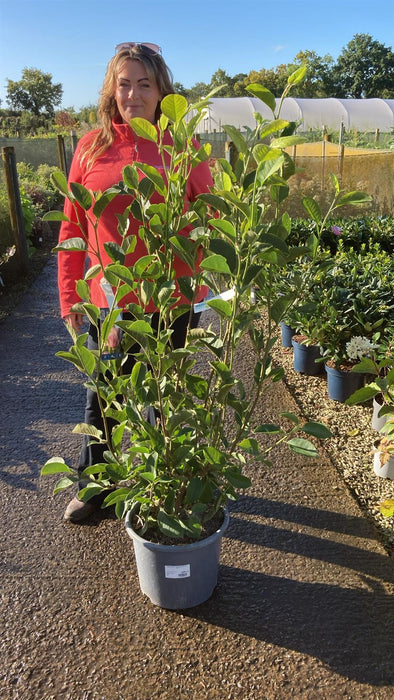 Magnolia De. Festirose 15 Litre Pot