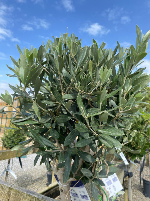 Olea Europea - Olive 1/2 Standard 80cm Spiral Stem