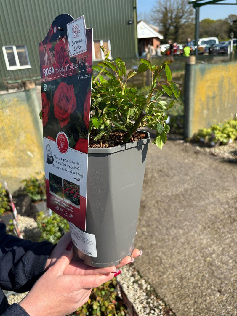 Rose Bright Meilove 3 Litre Pot