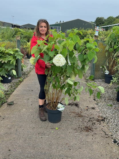 Hydrangea Arborescens Strong Annabelle 12 Litre Pot 80/100cm