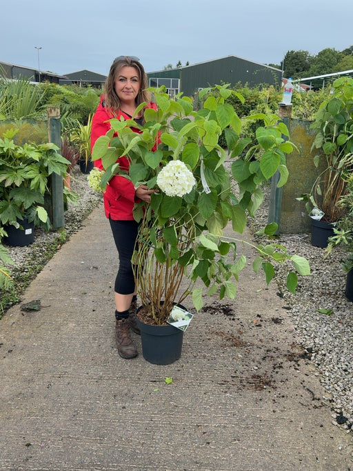 Hydrangea Arborescens Strong Annabelle 12 Litre Pot 80/100cm