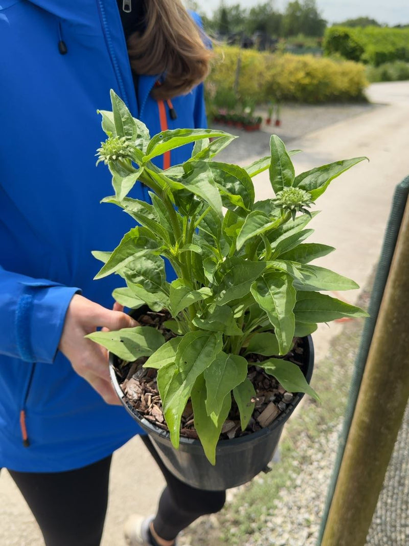 Echinacea 'Sunseekers Golden Sun' - Golden Coneflower 3 Litre Pot