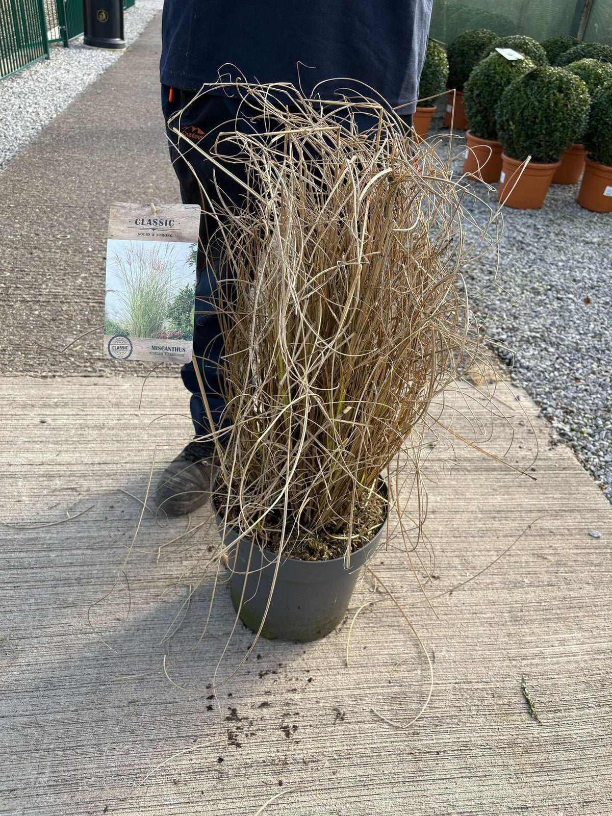 Miscanthus Sinensis Gracillimus 12 Litre Pot 100/125