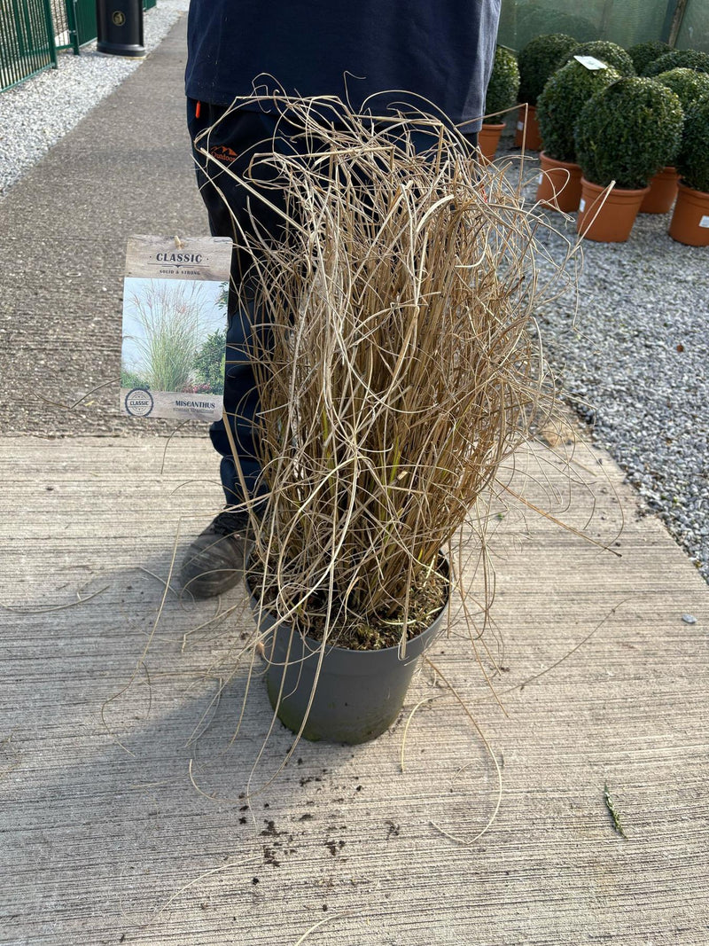 Miscanthus Sinensis Gracillimus 12 Litre Pot 100/125