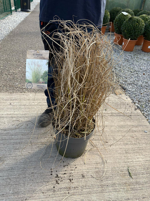 Miscanthus Sinensis Gracillimus 12 Litre Pot 100/125