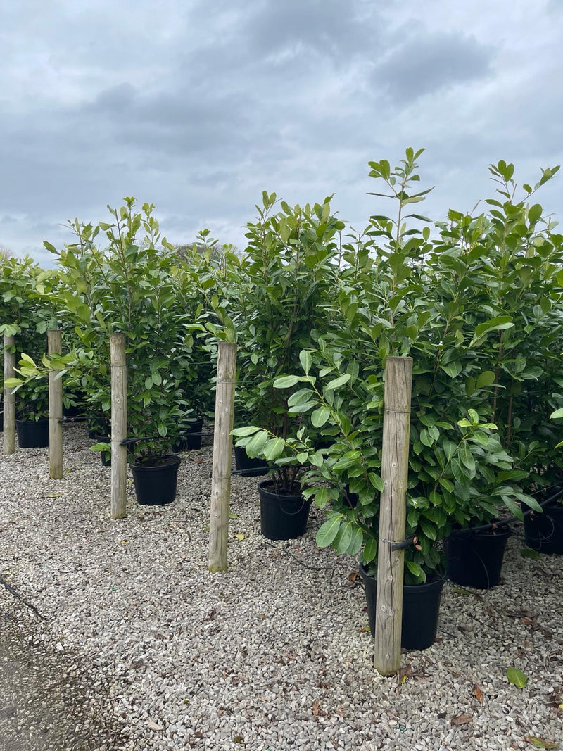 Laurel Hedging Pot Grown 2 Metre Tall 70/80Cm Wide