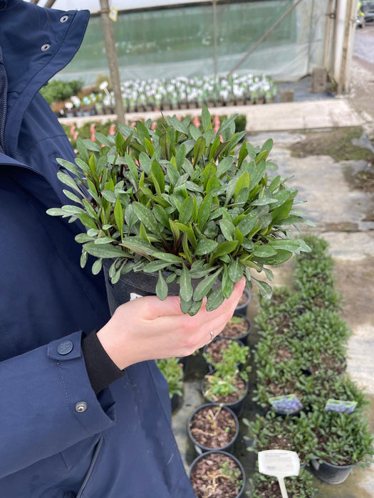 Aster d. Professor Anton De Kippenberg 3 Litre Pot