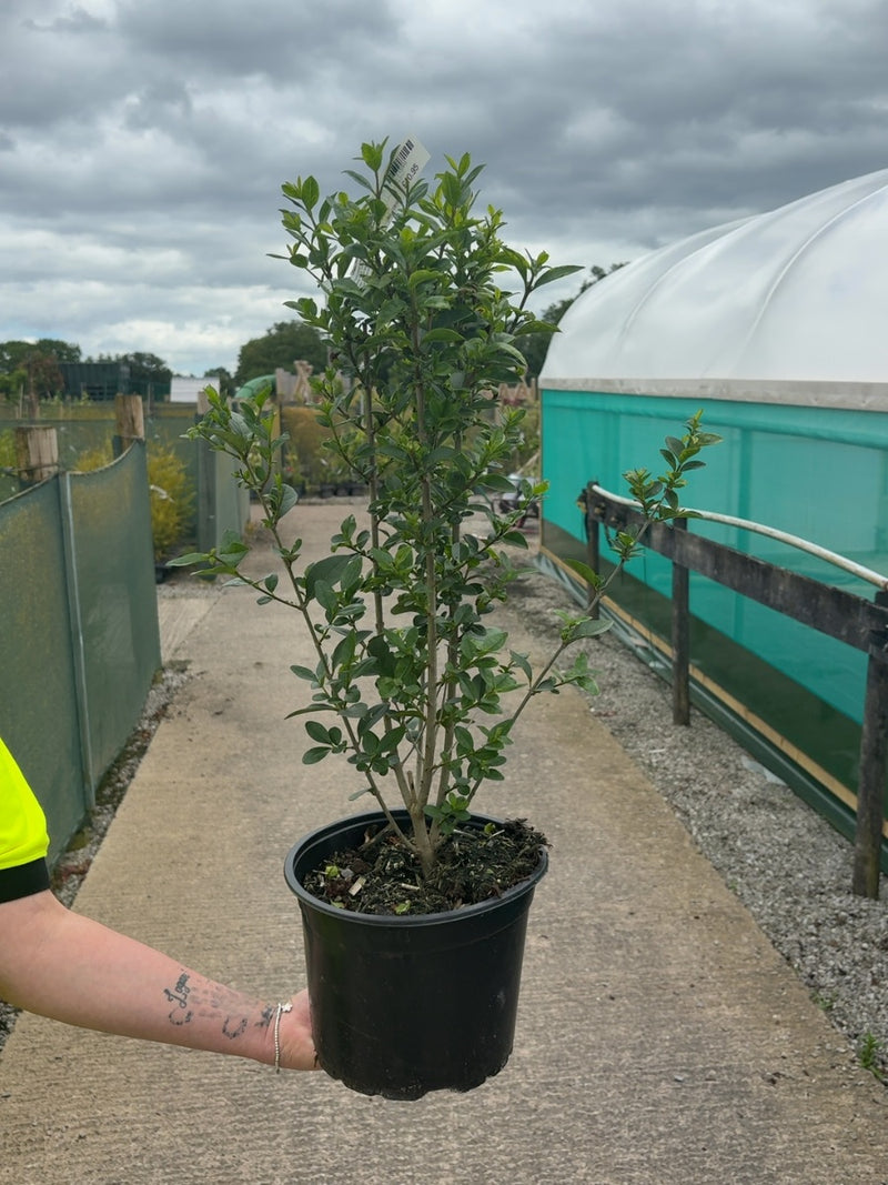 Green Privet 5 Litre