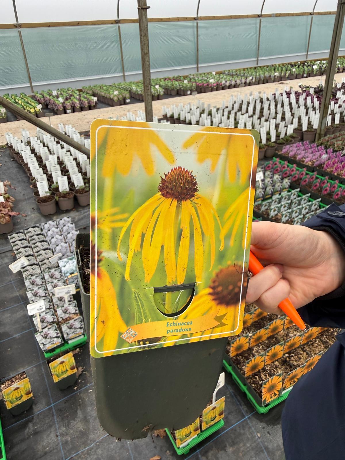 Echinacea Paradora 11cm Pot