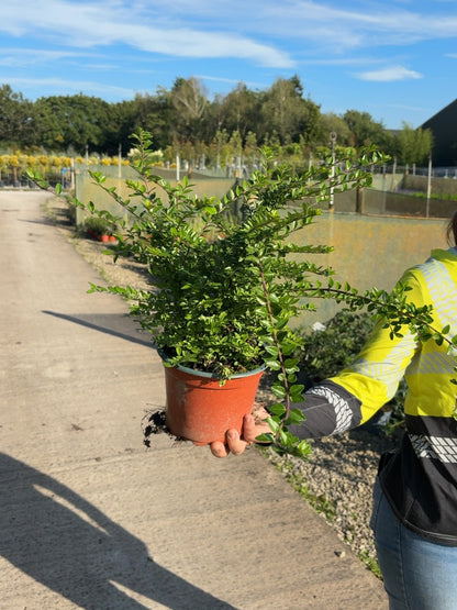 Lonicera Nit. Maigrun 2 Litre Pot