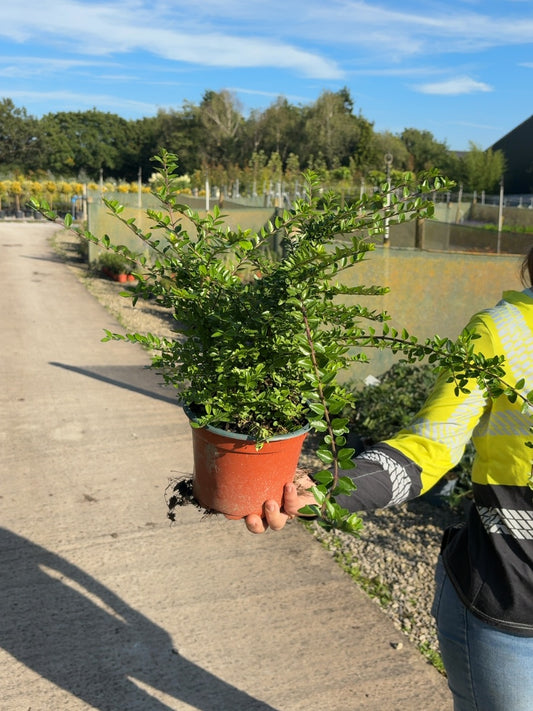Lonicera Nit. Maigrun 2 Litre Pot