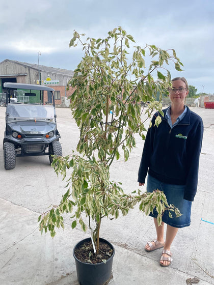 Cornus controversa Variegata 20 Litre Pot 175/200cm Tall