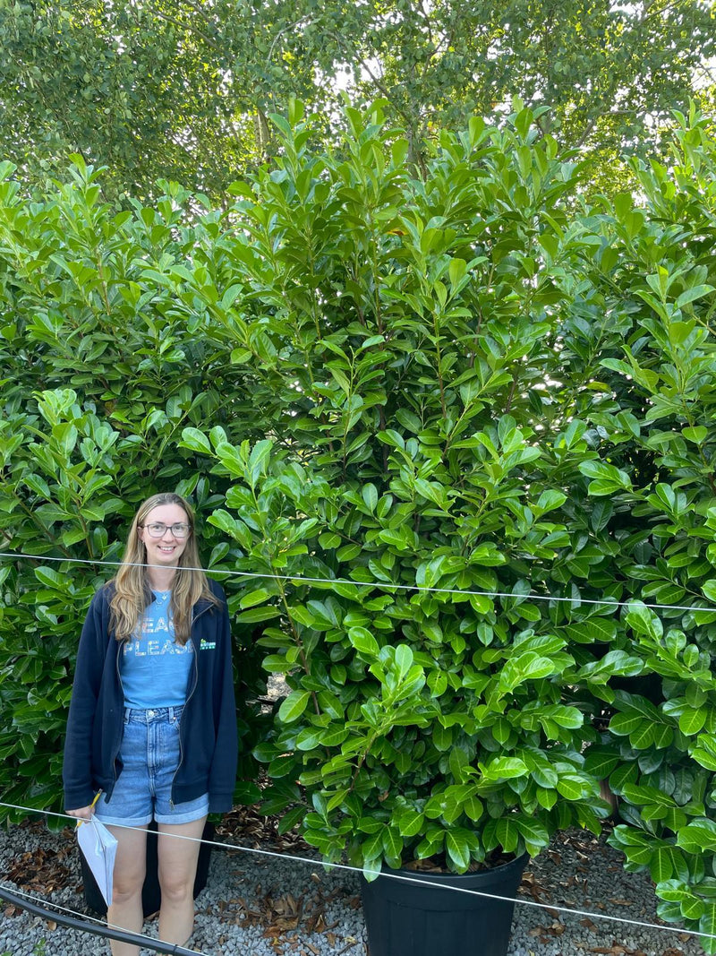 Cherry Laurel Hedging Super Size 260/270 110 Litre Pot