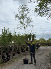 Salix x sep. Tristis Chrysocoma Rootballed 8/10cm Girth