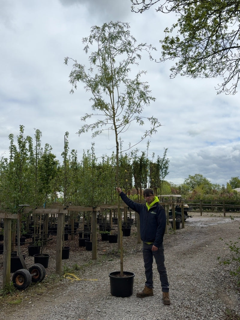 Salix x sep. Tristis Chrysocoma Rootballed 8/10cm Girth