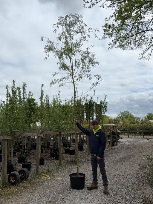 Salix x sep. Tristis Chrysocoma Rootballed 8/10cm Girth