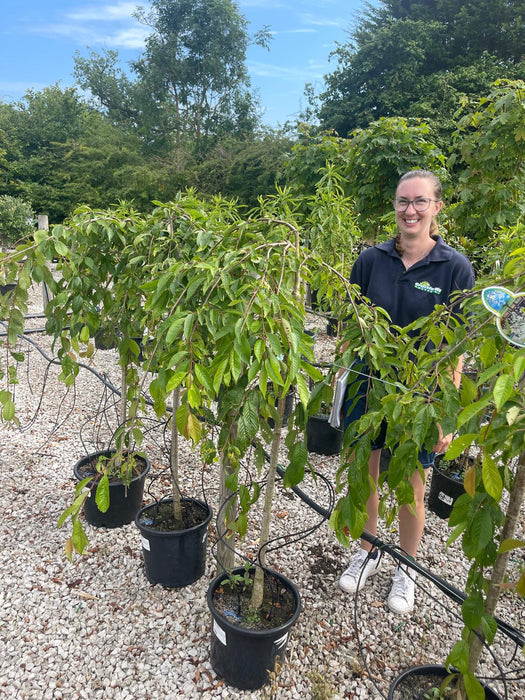 Prunus Yedoensis 15 Litre Pot