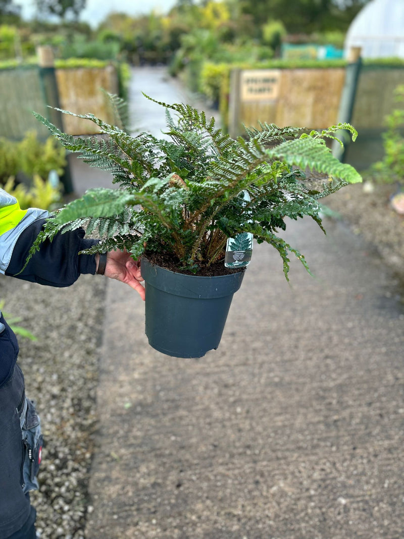 Polystichum Polyblepharum Jade 5 Litre Pot