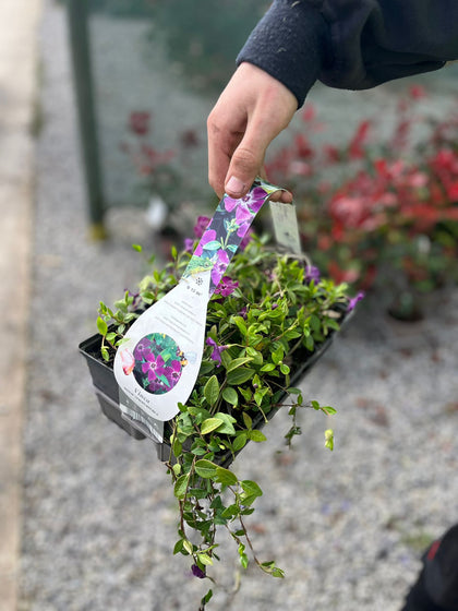 Vinca Minor Atropurpurea 9cm  x 6 Plant Pack