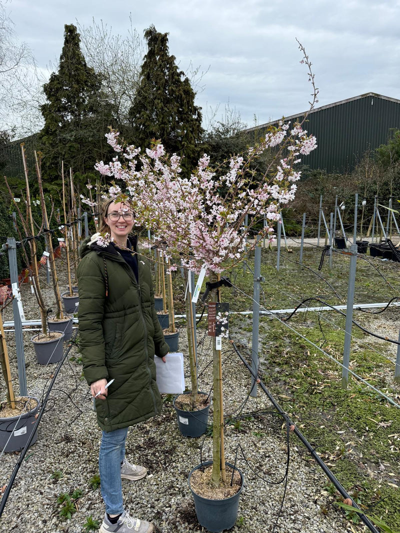 Prunus subhirtella Autumnalis Rosea 10 Litre Pot