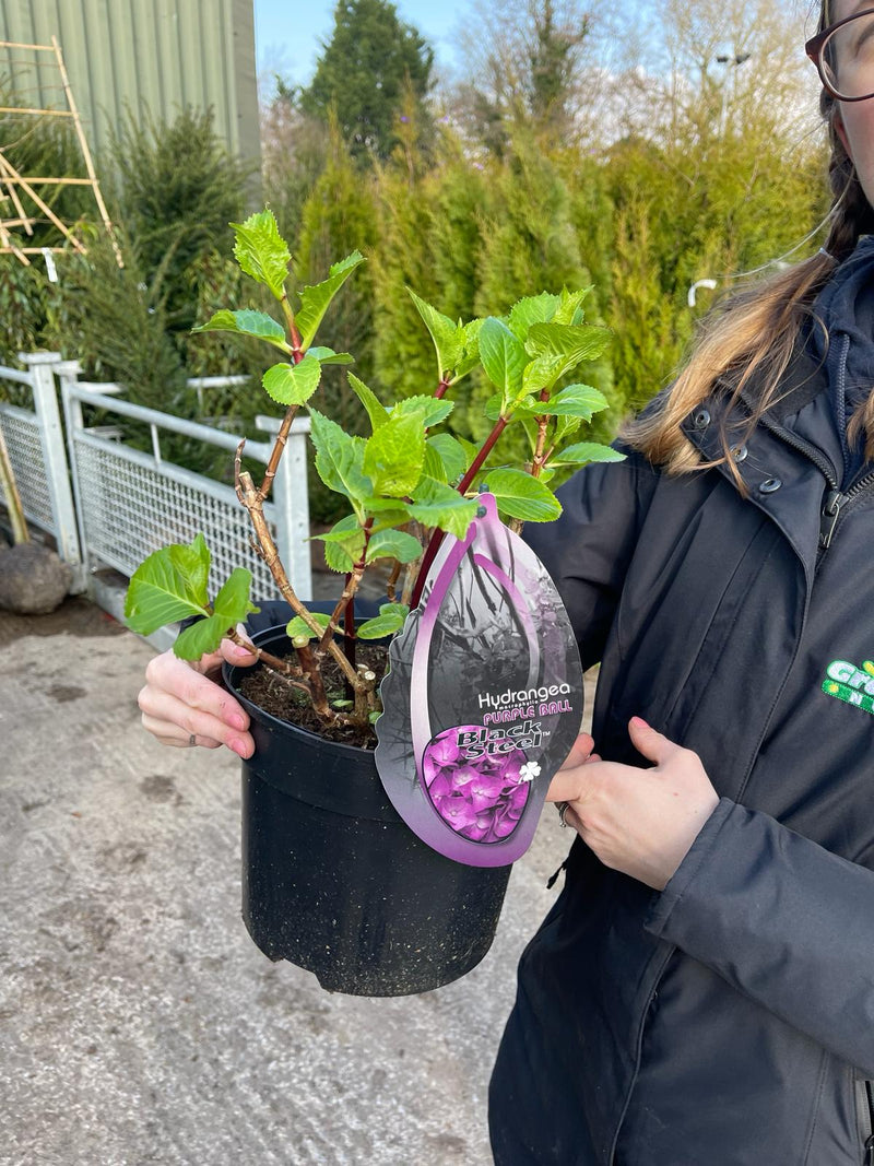 Hydrangea Black Steel Purple 5 Litre Pot